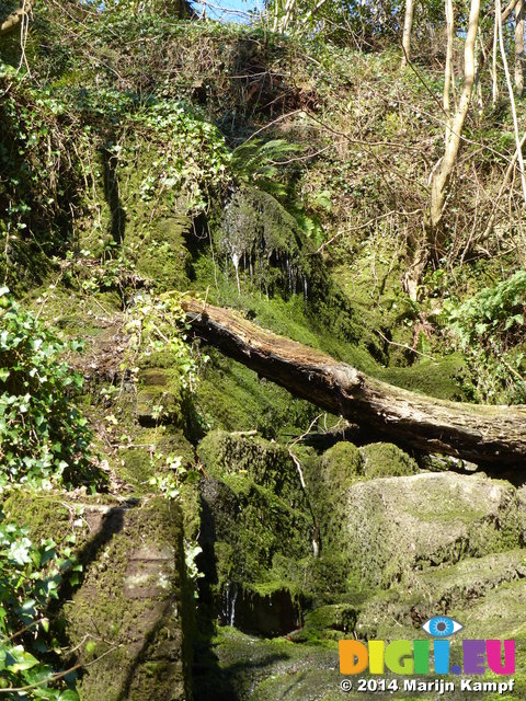 FZ004161 Small waterfall covered in moss